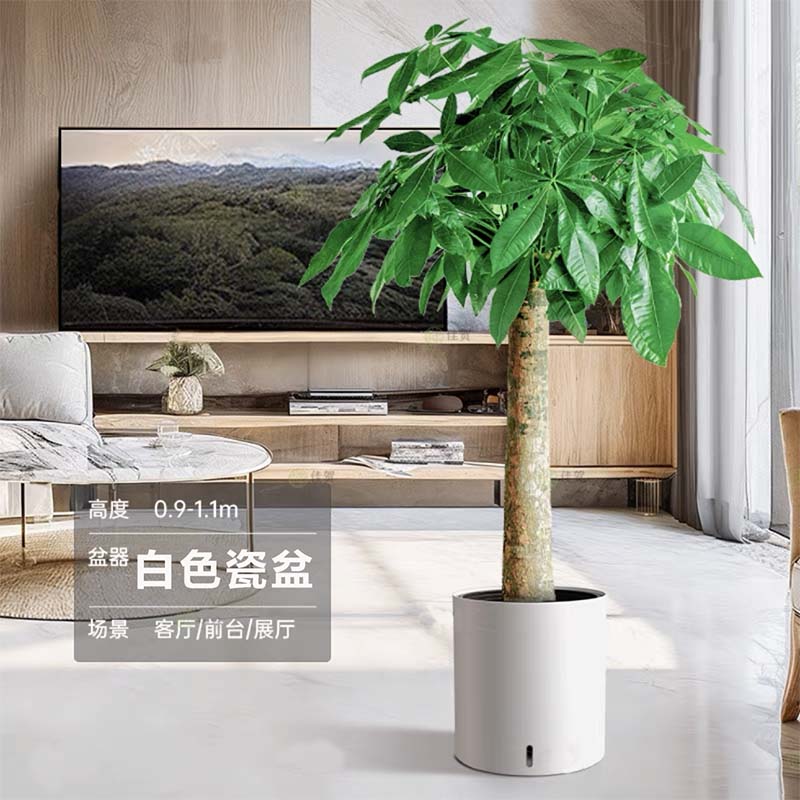 发财树盆栽客厅落地室内大型绿植物四季常青办公室好养绿植招财树