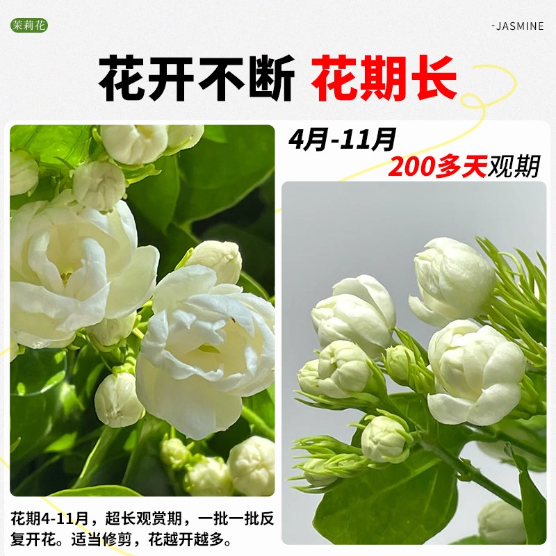 茉莉花水培植物盆栽办公室内桌面好养鲜花绿植水养花卉驱蚊九里香