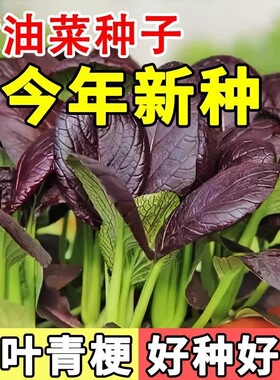 紫罗兰紫妃小青菜紫油菜紫冠青梗菜紫色上海青耐热耐高温蔬菜种子