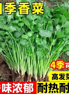 农家小叶香菜种子苗春夏秋冬四季盆栽蔬菜种籽青菜菜籽阳台小香菜