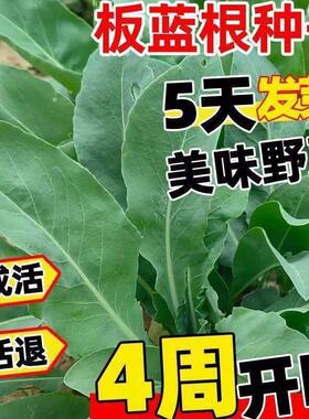 板蓝根青菜种子食用特色野菜中药材种籽四季蔬菜孑阳台盆栽春季