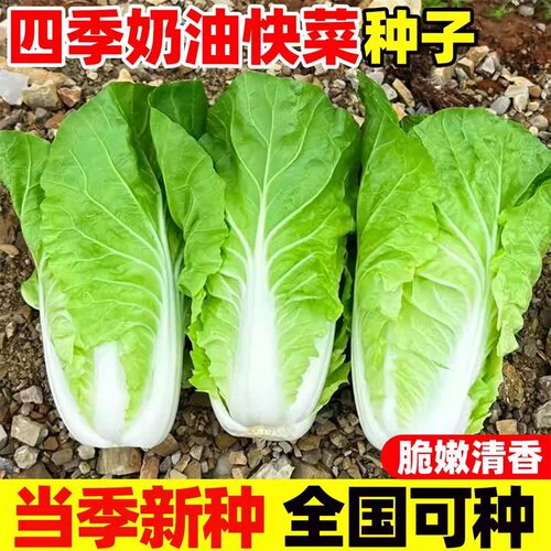 奶油快菜种子20天成熟耐热耐高温四季速生高产小白菜种子蔬菜种子