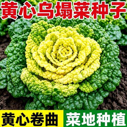 奶油黄心乌塌菜种籽黄玫
