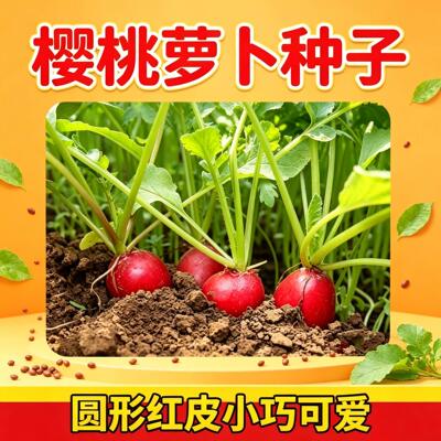 樱桃萝卜种子水果籽蔬菜