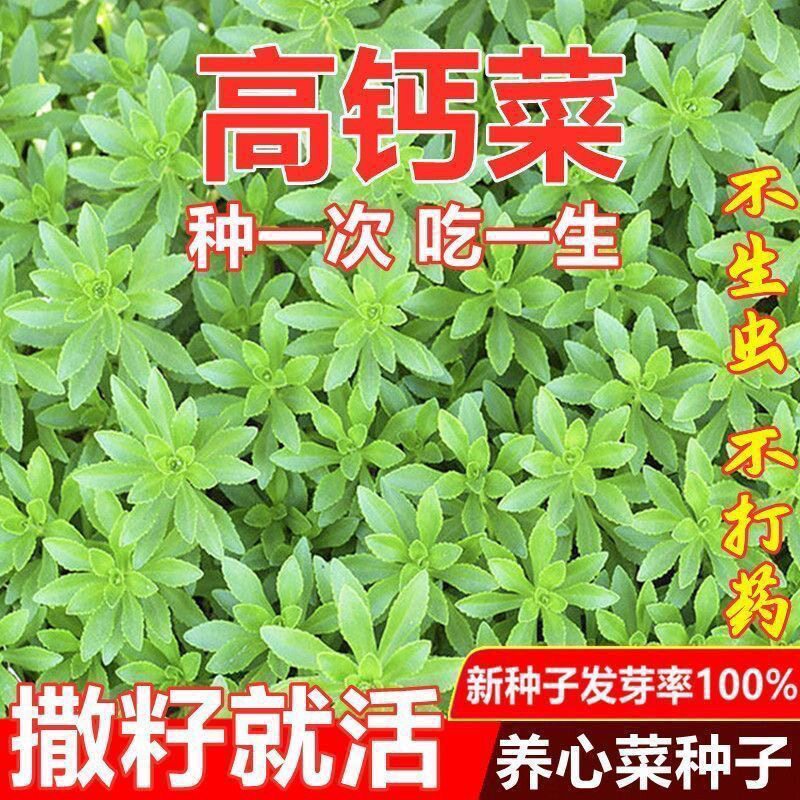 高钙养心菜种子一年四季种救心菜籽种田七盆栽庭院三七补血菜种子