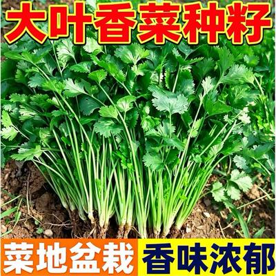 四季香菜种子春秋阳台大