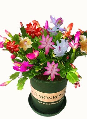 蟹爪兰盆栽多色室内花卉植物室内开花蟹爪莲蟹角抓盆栽