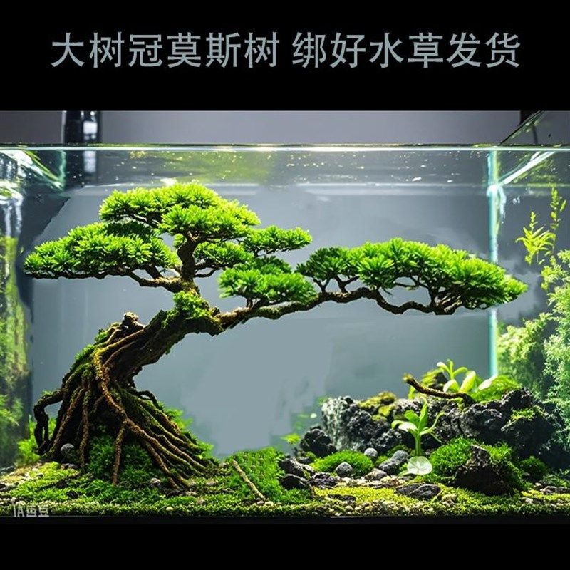 成品莫斯树 草缸造景 迎客松水草树 鱼缸造景树 发货Y绑好莫斯水
