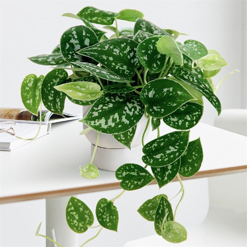 小叶银斑葛 花叶绿萝 常绿植物 室I内长藤垂吊绿植物吸甲醛