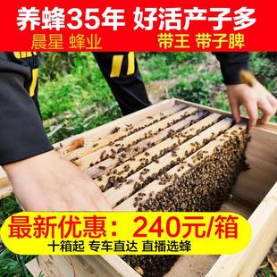 包邮 蜜蜂活群中蜂蜂群带子脾群蜂带王双色蜂群笼蜂土蜂群带箱出售