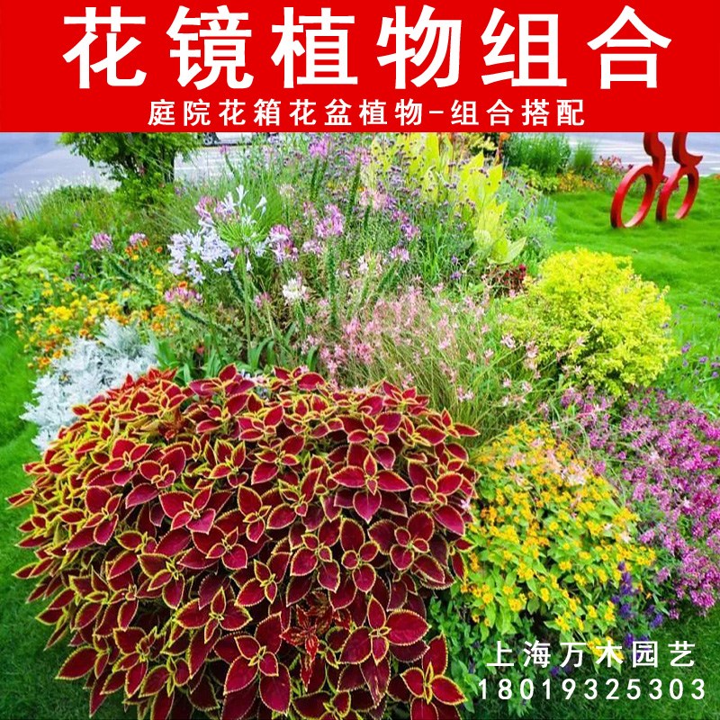 花镜植物搭配设计庭院花箱花坛花卉套餐组合四季常V绿地被耐寒耐