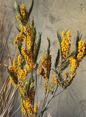 天然金球合欢干花花束植物花艺插花软装橱窗酒店民宿摄Y影道具diy