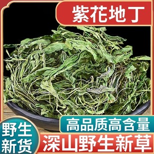 正品野生紫花地丁新货中药材500g正宗犁头草地丁草地丁苦地丁泡水