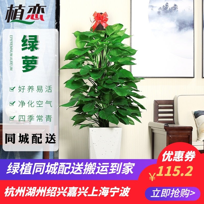 大叶绿萝柱室内大型盆栽绿t色植物净化空气去除甲醛 杭州宁波绍兴
