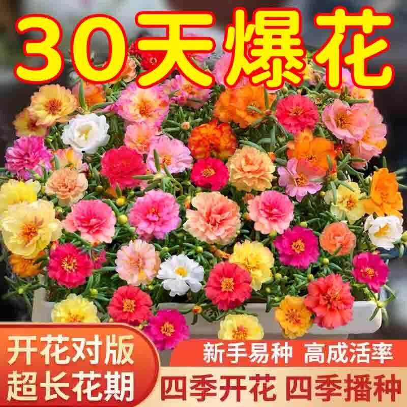 四季太阳花种子混装花种子组合装双层太阳花种子阳台庭院耐热