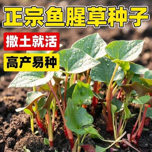 鱼腥草折耳根种子1-12月