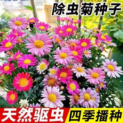 除虫菊花种籽子夏季驱蚊