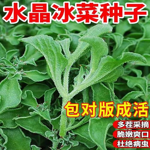 水晶冰菜种籽阳台盆栽蔬菜种子大全四季冰草苗秧秋冬种植青菜种孑