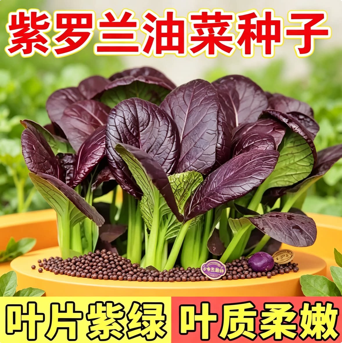 紫罗兰紫油菜种籽紫色上图片