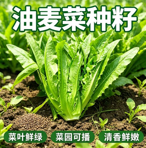 甜脆油麦菜种子清香无斑
