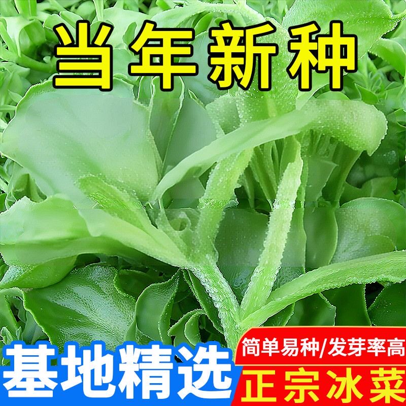 水晶冰菜种子四季种植长寿菜营养高钙冻不死易种高产冰草种籽耐热