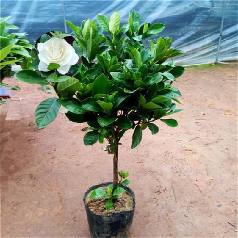 栀子花苗大叶牡丹栀子花盆栽大树苗持久独杆栀子花四季开花带花苞