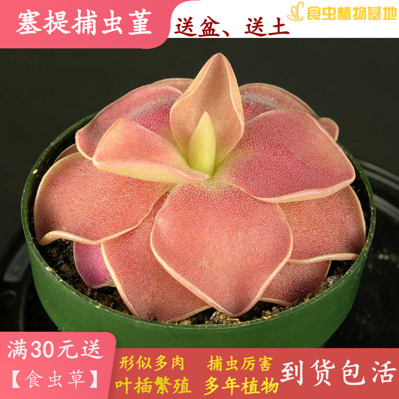 塞提捕虫堇【食虫植物室内办公室桌驱蚊吃苍蝇盆栽捕虫草造景观】