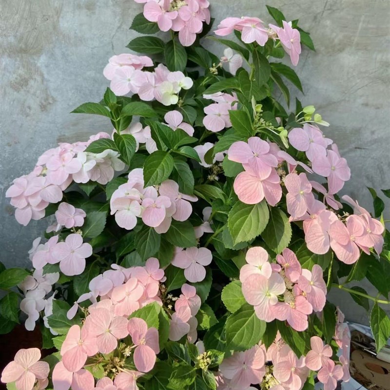 大花绣球无尽夏粉色落跑新娘小苗穴盘苗盆栽植物庭院垂吊爬藤抗寒