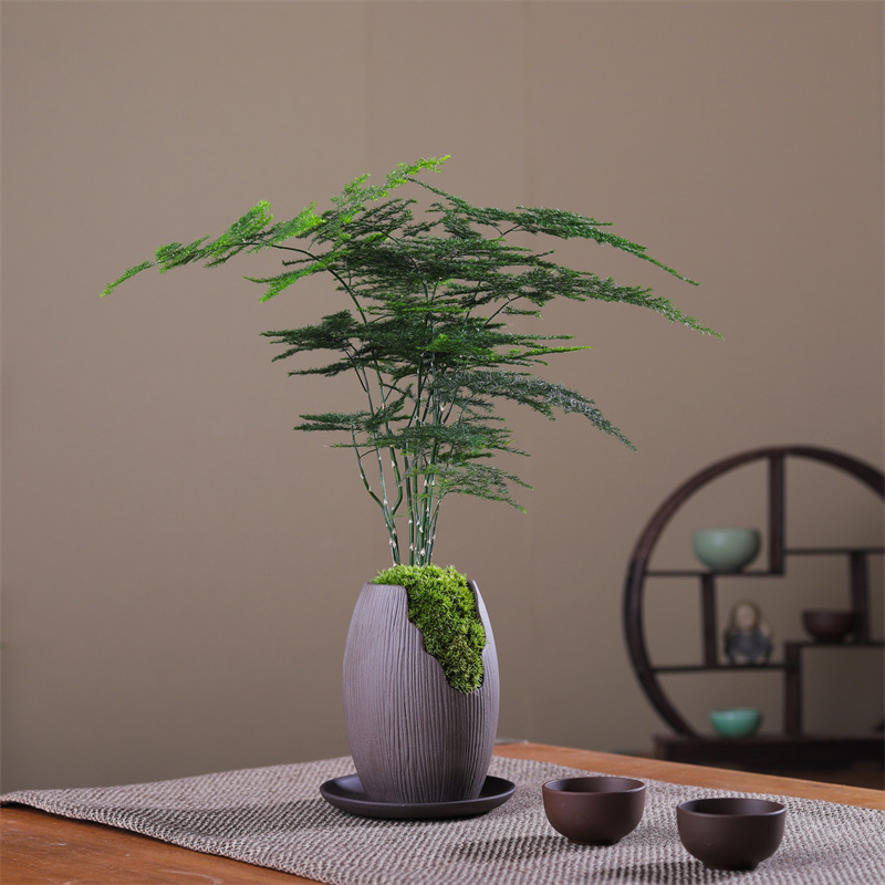 文竹盆栽植物室内绿化四季迷你办公室绿植摆件桌面好养创意小盆景