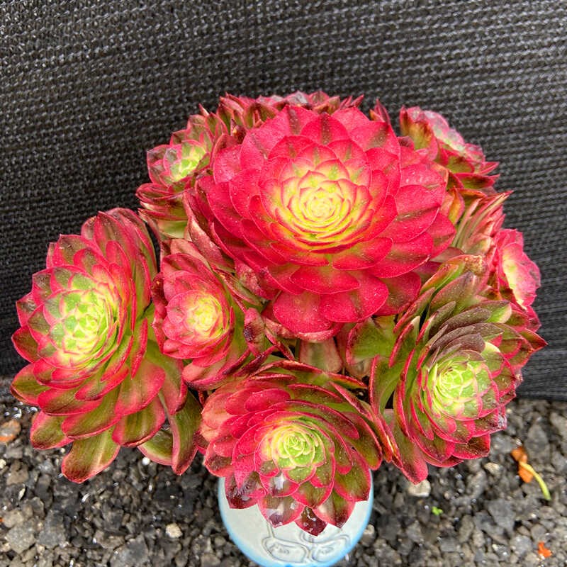 多肉植物 法师锦海王高端精品稀有品种老桩超大室内阳台盆栽花卉