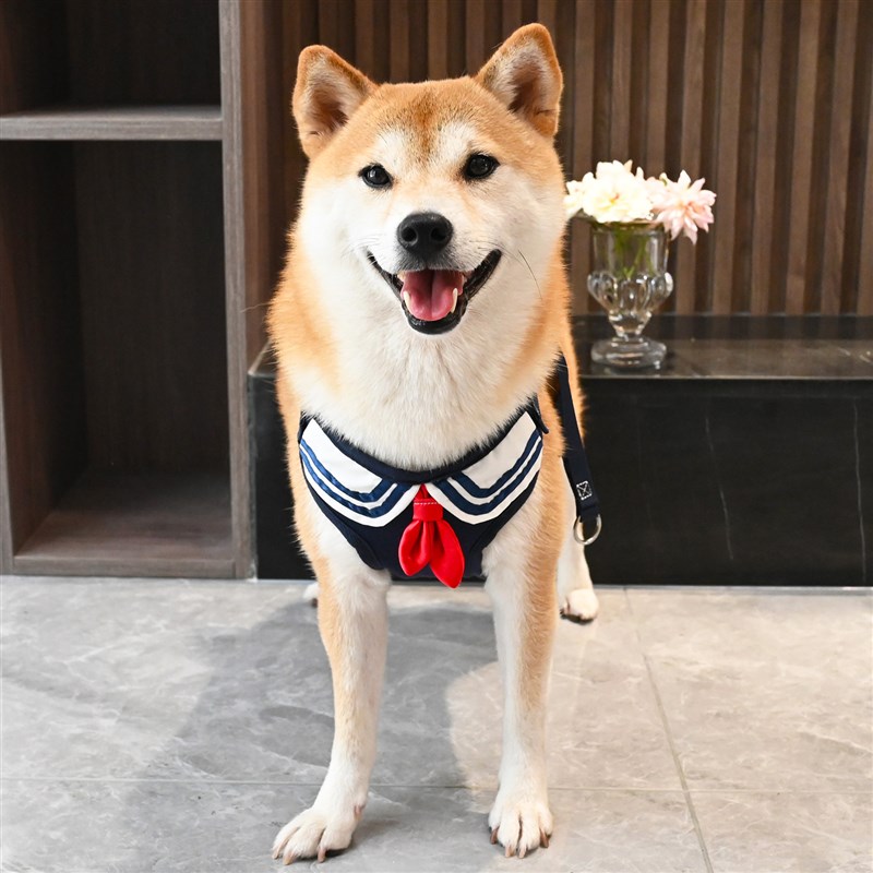 柴犬胸背牵引绳宠物狗狗柯基泰迪法斗学院风领巾胸抱婴袋遛狗绳