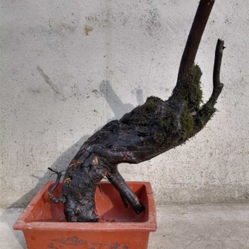 盆景金弹子熟桩.练手桩老桩母桩金单蛋子树桩挂果母桩盆景素材