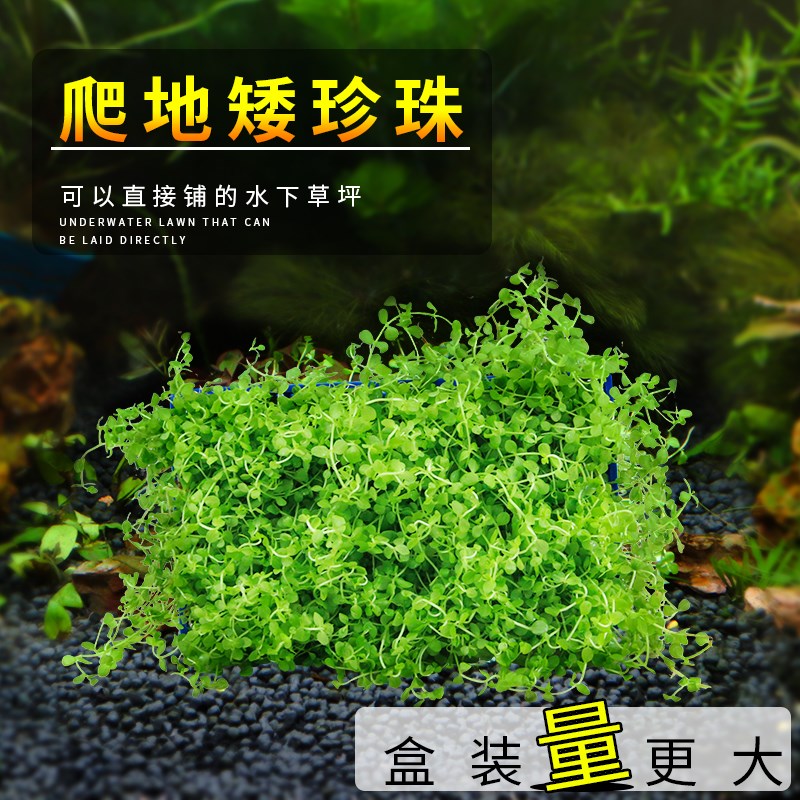 爬地矮珍珠趴地水草迷你矮鱼缸造景前景草坪阴性淡水植物水下养殖