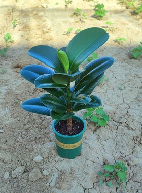 大叶型绿色黑金刚橡皮树苗盆栽绿植花卉阳台室内观叶植物净化粉尘