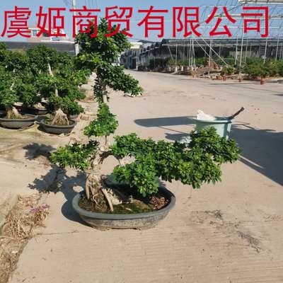金钱榕盆栽绿植花卉大8字老桩造型s弯摇钱树植物小叶人参榕树盆景