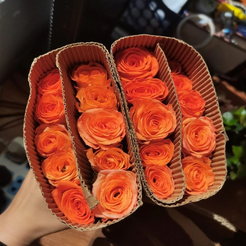 橙意 超新品切花灌木玫瑰月季花苗盆栽地栽绿植花卉阳台