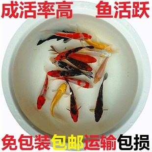 淡水冷水观赏鱼龙鱼乌龟活饲料小红草金鱼锦鲫锦鲤摆摊罐罐鱼好养