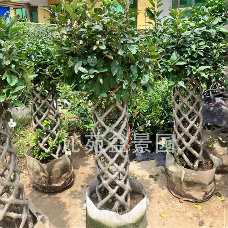 富贵果海棠花瓶花柱盆栽富贵果海棠花庭院阳台耐寒植物造型海棠