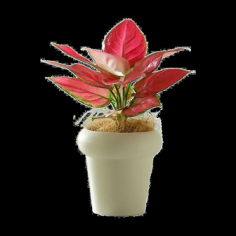 发财树盆栽室内植物长寿花文竹芦荟金枝玉叶办公室绿植好养活四季