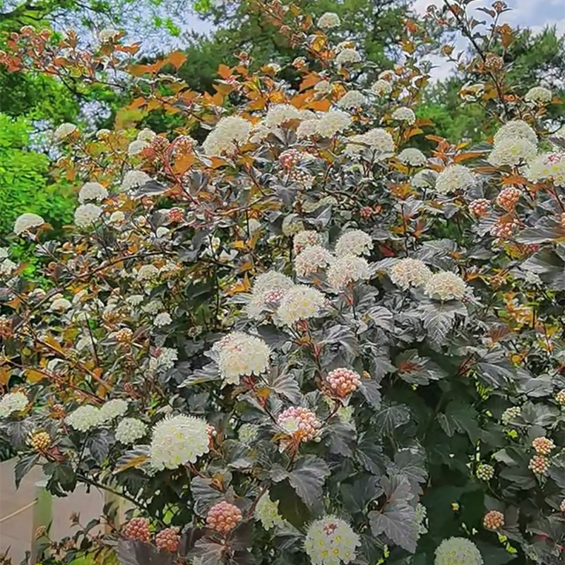 金叶紫叶风箱果成品大苗盆栽多年生耐寒耐热庭院花园花镜调色植物