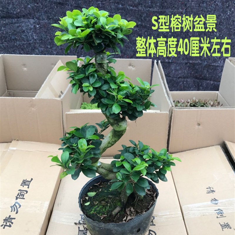 榕树盆景树桩大榕树盆栽绿植花卉小叶榕小盆栽造型包邮净化空气