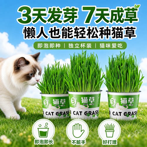 乖主人猫草盆栽种植助化毛猫草