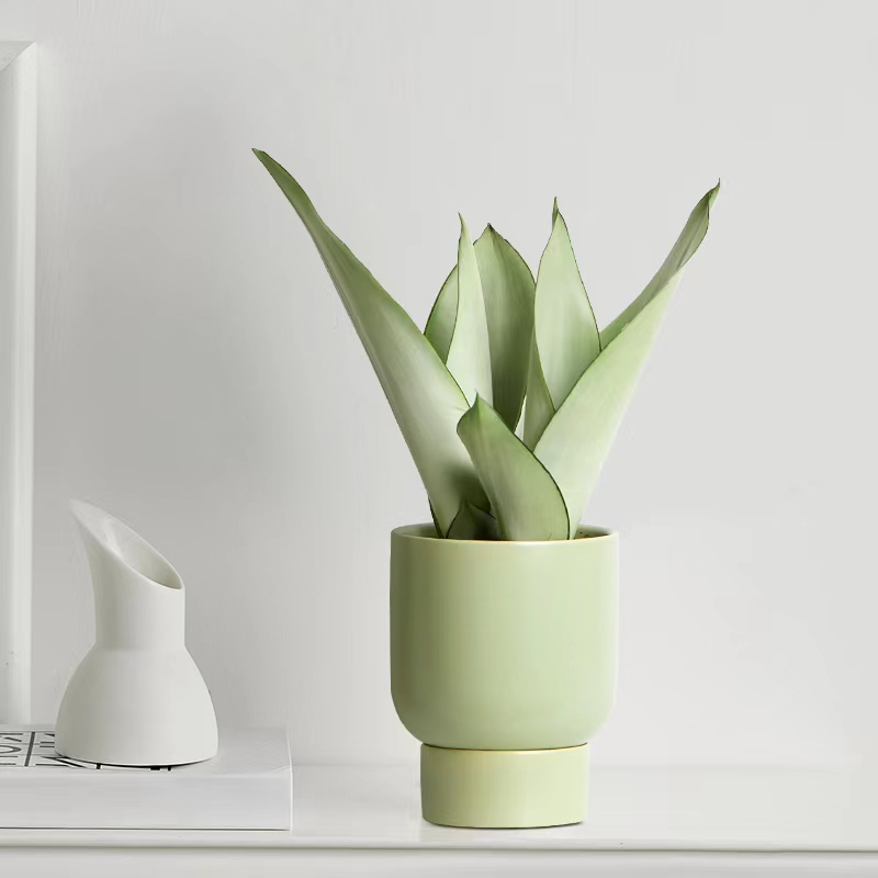 白玉虎皮兰盆栽桌面办公室内植物富贵竹客厅芦荟好养小绿植虎尾兰