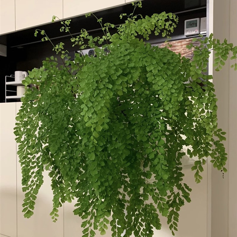 杜拉斯的花园 飞雪铁线蕨 蕨类植物盆栽室内庭院喜阴耐寒花园绿植