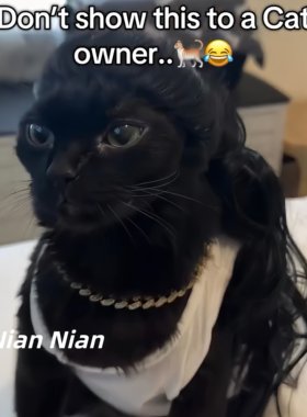 搞怪猫咪仿真假发幼成通用