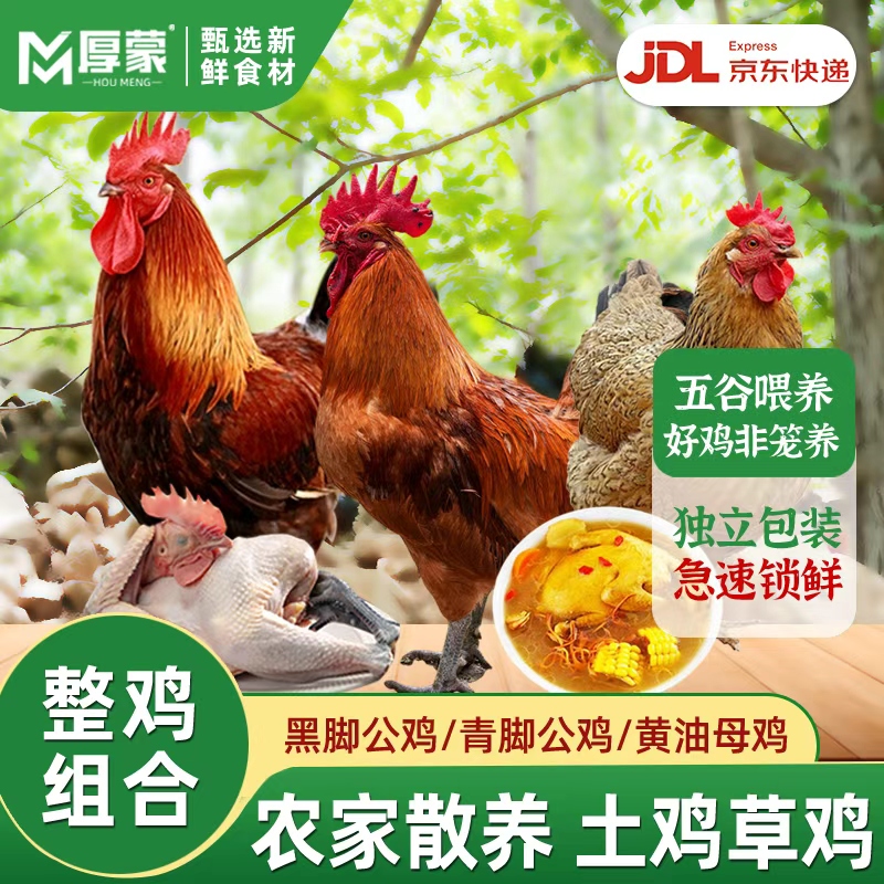 厚蒙散养土鸡放养草鸡炖汤炒鸡