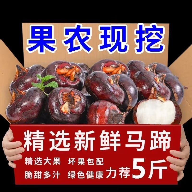马蹄果当季新鲜时令水果蔬菜5斤脆甜多汁荸荠小果饽荠现挖5