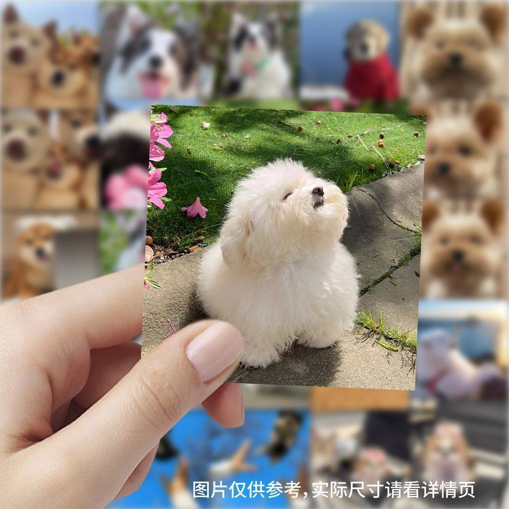 230张小狗日记头像贴纸ins风可爱边牧治愈宠物素材贴图DIY装