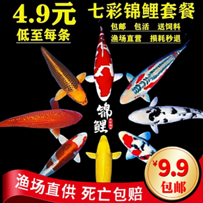 锦美祺黄金锦鲤红白大鱼品种齐全