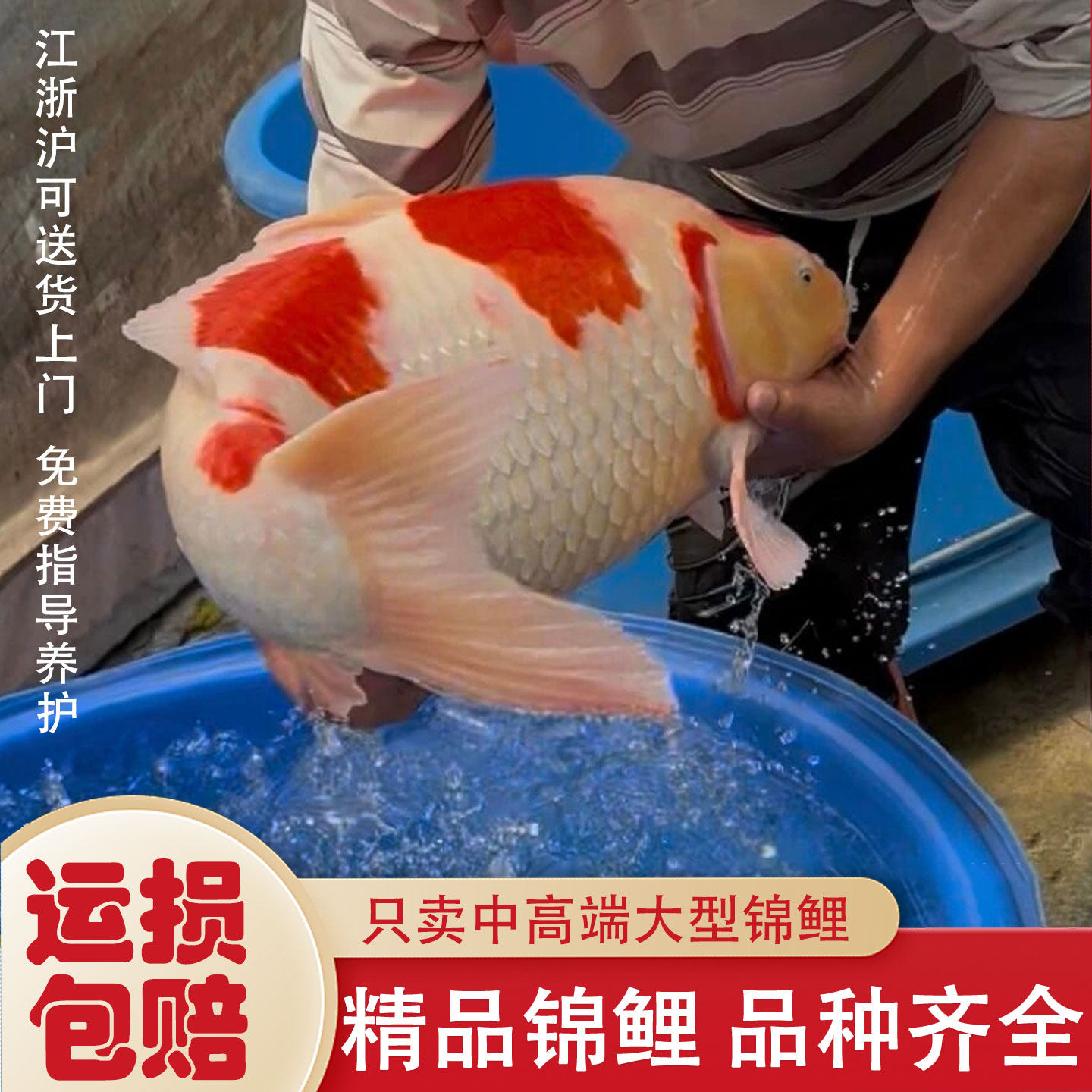 大型纯种好运黄金锦鲤活鱼观赏鱼红白锦鲤招财鱼淡水金鱼好养耐活